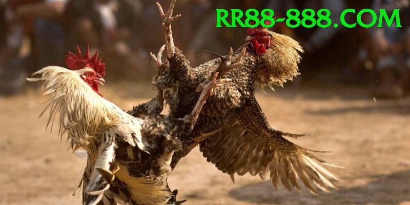 Đá Gà Trực Tiếp - rr88